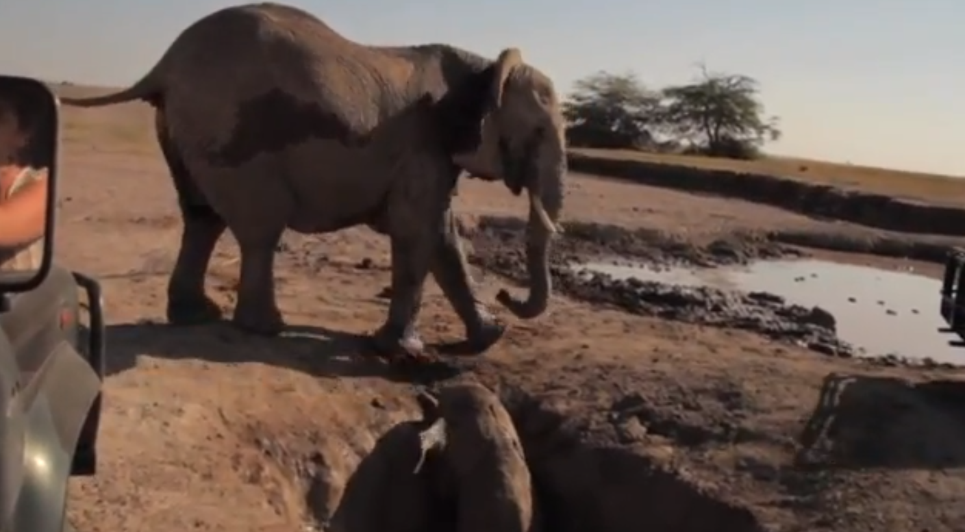 Kenya, Elefant, VideoExtra